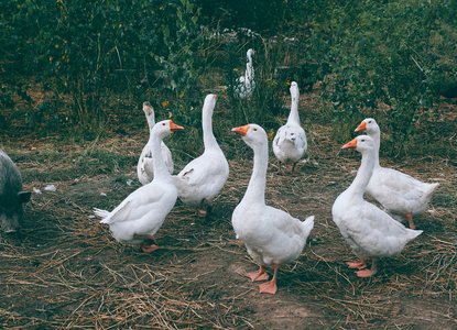 goosey goosey gander