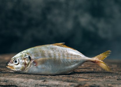 Once I caught a fish alive