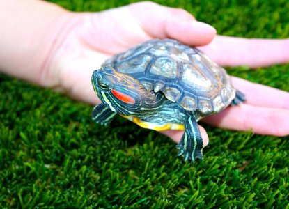 I had a little turtle