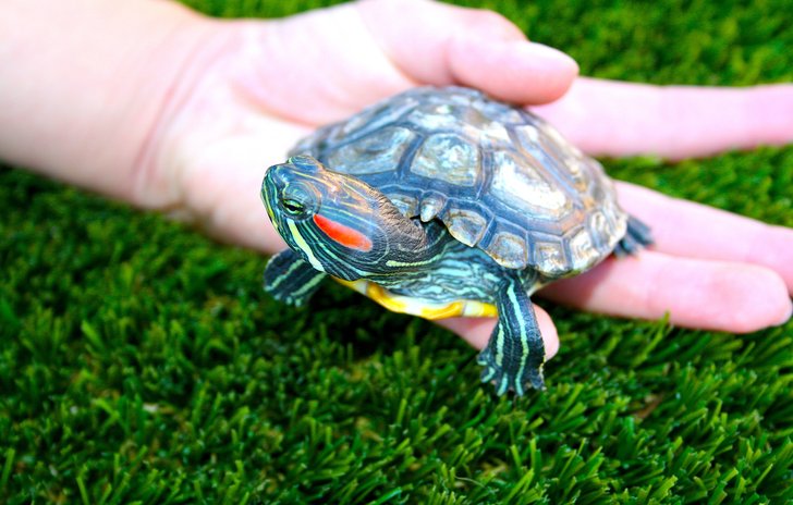 I had a little turtle