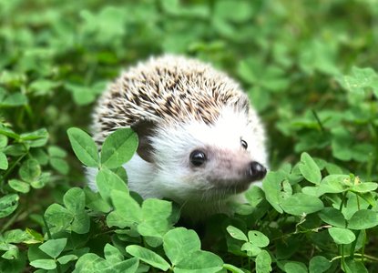 hedgehog