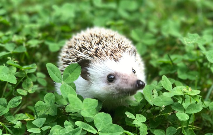 hedgehog