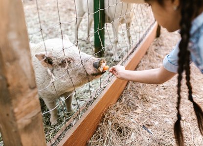 Old Macdonald had a farm