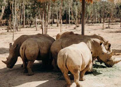 Rhinos
