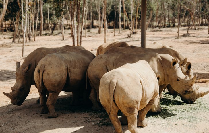 Rhinos