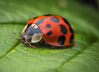 Ladybird nursery rhyme