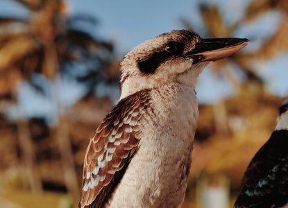 Kookaburra sits in the old gum tree