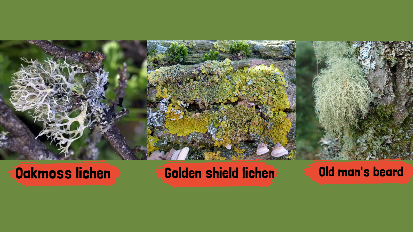 lichens